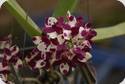 Rhynchostylis gigantea Cartoon